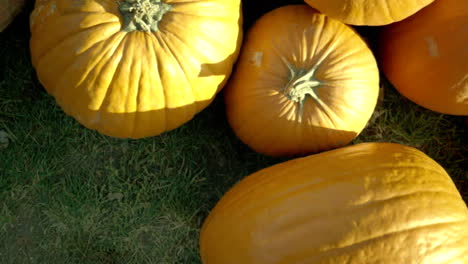 Cosecha-de-la-calabaza.-Calabazas-de-Halloween.-Fondo-rústico-rural-otoño-con-tuétanos-de-verduras.