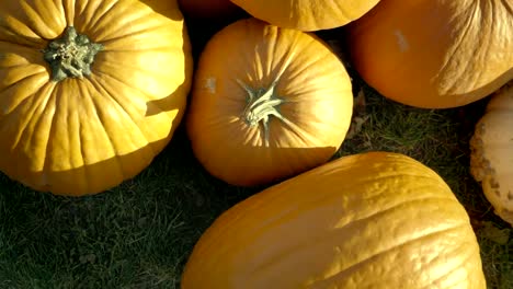 Kürbis-ernten.-Halloween-Kürbisse.-Herbst-ländliche-rustikale-Hintergrund-mit-Gemüse-Knochenmark.