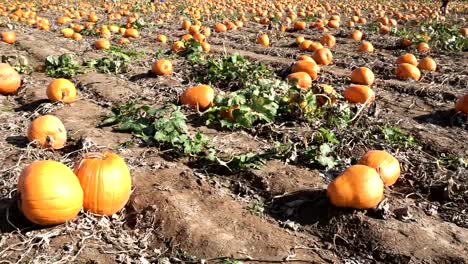 Toddler-girl-in-cute-Halloween-dress-looking-for-perfect-pumpkin-at-the-pumpkin-patch.