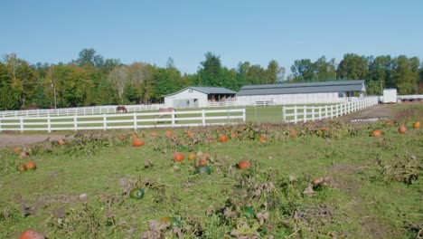 Calabazas-en-una-granja-con-caballos