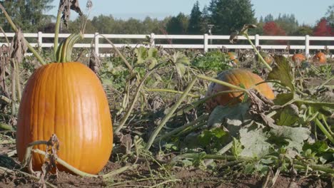 Calabazas-en-la-granja-valla-blanca-fondo