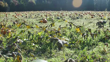 Green-and-Orange-Pumpkins-in-Patch-Gimbal-Shot-Early-Morning-Light-Flare