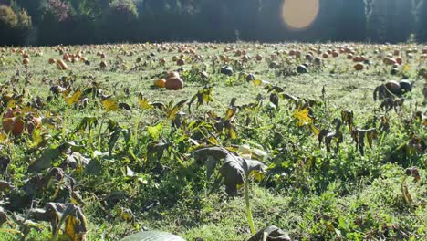 Calabazas-verdes-y-naranjas-en-parche-cardán-mañana-tiro-ligero-Flare