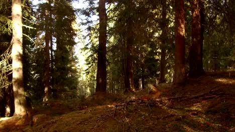 Holzfäller-Bäume-in-Alta-Badia,-Dolomiten