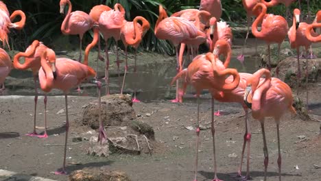 Karibik-Flamingo-herumlaufen-und-auf-der-Suche-nach-Essen-und-entspannen