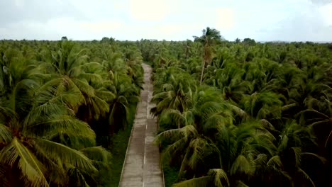 Drone-point-of-view-of-man-driving-motorbike-in-palm-trees-road-in-the-Philippines,-aerial-view-from-drone