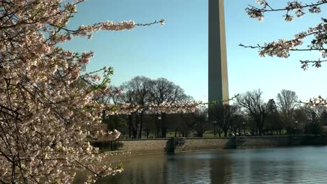 tilt-down-shot-of-the-washington-monument-and-cherry-blossoms