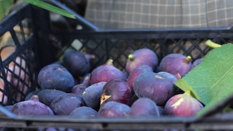 Fig-Tree-harvest