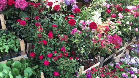 Lots-of-flowers,-flower-market,-colorful-flowers-at-the-shop,-market,-4k-flower-shop,-cactus,-suculent,-succulent,