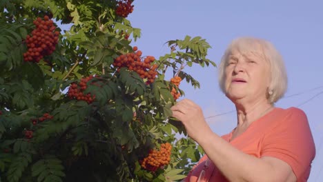 Mujer-senior-sonriente-tratando-de-bayas-de-serbal-en-jardín