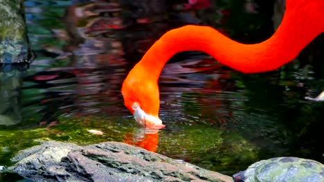 Flamingo-Bird-Drinking-Water-and-Standing-Up