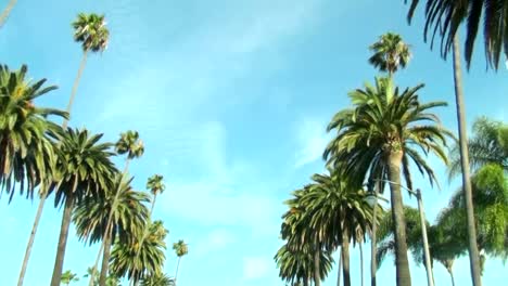 Rodeo-Drive-palm-trees---HD