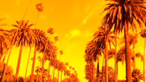 Beverly-Hills-palm-trees-dramatic-sunset---HD
