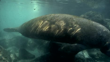 West-Indian-Manatee-swims-by-rocks
