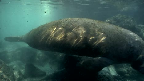 West-Indian-Manatee-schwimmt-von-rocks