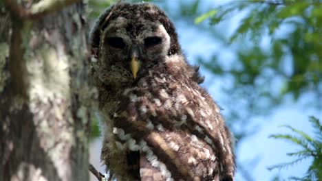 owl-perched-in-the-trees,-blue-sky,-Batavaria-swamp,-Louisiana,-USA,-close-up