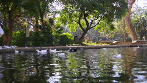 Sevilla-Park-und-den-Teich-mit-Enten-und-Tauben-in-Sonne-Licht-4-k-Spanien