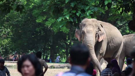 Sumatera-el-elefante-en-el-zoológico-de-Jakarta-Ragunan