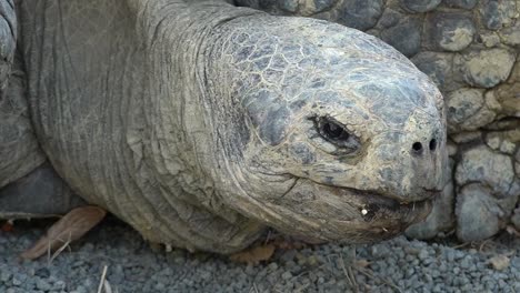 Galapagos-Riesenschildkröte