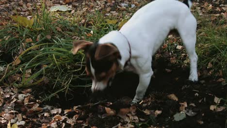 Raza-de-perro-a-pie-de-Jack-Russell-Terrier-en-el-Parque