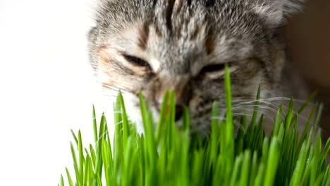 Glückliche-Katze-essen-frischen-grünen-Rasen