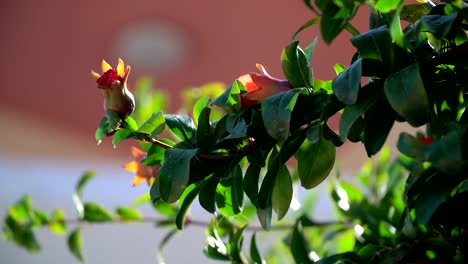 Granatapfel,-Obstbaum.