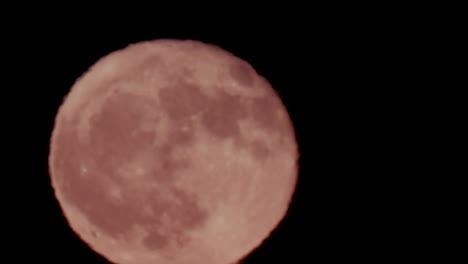 Full-moon-rising-from-behind-trees