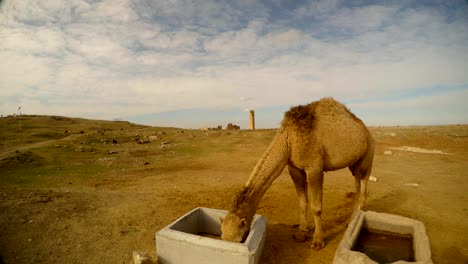 a-camel-eats-from-concrete-creches-close-to-the-border-between-Turkey-and-Syria