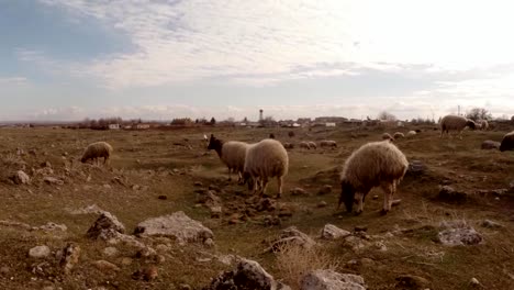 POV-shepherd-looks-at-the-sheep-flock-on-the-hill-view-from-the-first-person