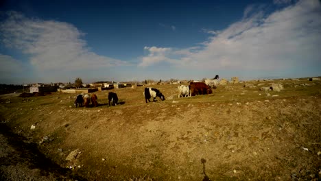 cabras-pastan-en-suelo-pedregoso-a-las-afueras-de-una-antigua-ciudad-árabe-en-el-sur-de-Turquía