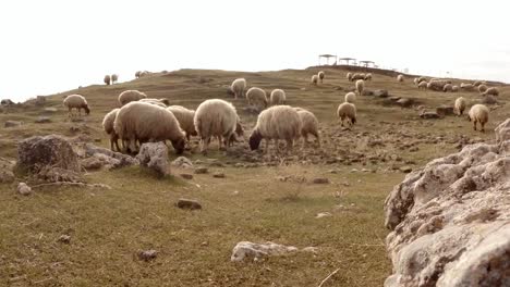 POV-Someone-is-watching-a-sheep-flock-on-a-hill-on-the-ruins-of-an-old-fortress