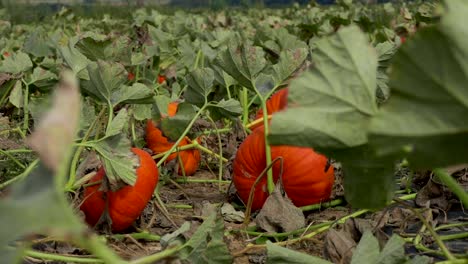 Bereich-der-großen-orange-Kürbisse