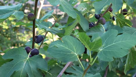 Feigenbaum-mit-dunklen-Früchten.-Schwarze-Mission-Feigen