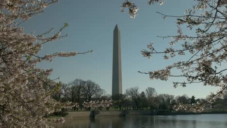 vista-de-la-mañana-de-flores-de-cerezo-y-el-monumento-a-washington