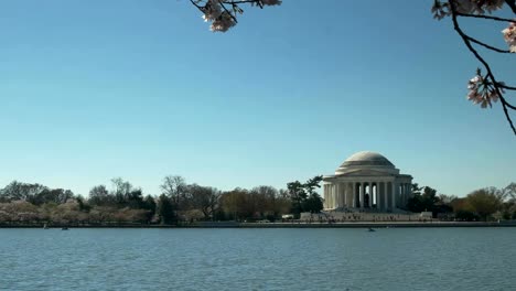 Morgen-Topf-mit-dem-Jefferson-Memorial-und-Kirschbäume-in-voller-Blüte