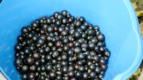 Beeren-von-schwarzen-Johannisbeeren-in-einen-blauen-Eimer.