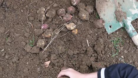 Raw-Jerusalem-artichokes-extracted-from-the-soil-a-man-collecting-artichokes-from-Raw-Jerusalem,