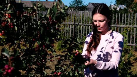 Young-brunette-woman-eats-shadberry,-tearing-it-from-the-bushes-in-the-country.