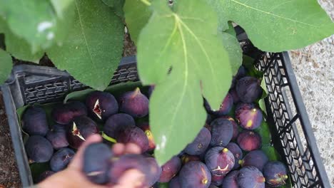 Harvesting-figs