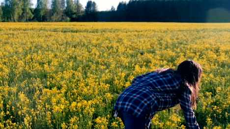 Unrecognizable-woman-brunette-walks-on-the-field-of-yellow-flowers.-Back-view.