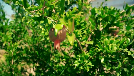 Granatapfel-Frucht-am-Baum-im-Wind-bewegen