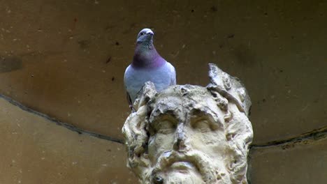 Taube-Vogel-sitzt-auf-klassische-statue-head