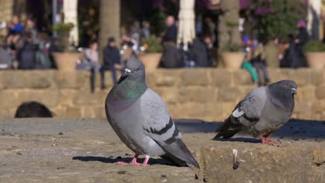 Día-soleado-en-el-parque-güell-en-barcelona-España-pigeon-4-K