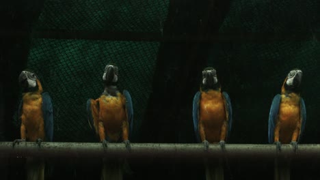 Cerrado-on-shot-of-azul-y-amarillo-Macaws-(Ara-ararauna)-en-jaula-en-el-zoológico-del-parque-zoológico-nacional,-Delhi,-India