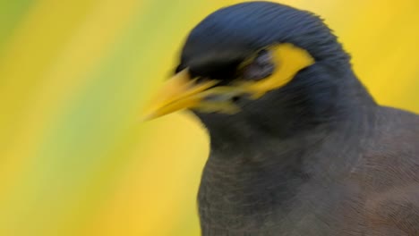 Schwarz-und-gelb-Mynah-Vogel