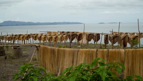 Drying-palm-fibers