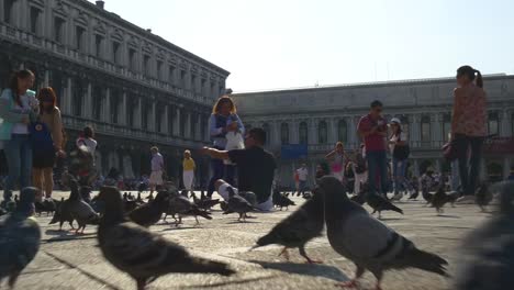 Italien-sonnigen-Tag-Venedig-Stadt-berühmten-San-Marco-Platz-Tauben-voll-Panorama-4k