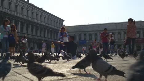 italy-sunny-day-venice-city-famous-san-marco-square-pigeons-crowded-panorama-4k