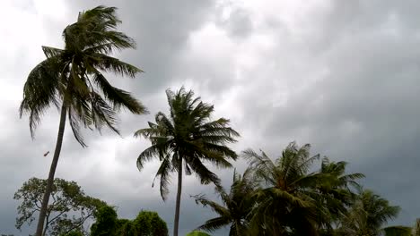 Fuertes-vientos-sacudieron-las-palmeras-de-coco-antes-de-una-tormenta-en-la-temporada-de-lluvias-de-Tailandia.