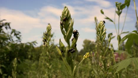 The-Japanese-beetle-(Popillia-japonica)-is-a-common-species-of-beetle-in-Canada.